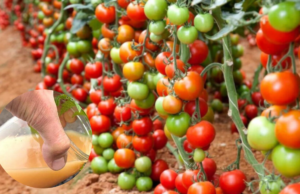 Top 9 Organic Fertilizers to Boost Your Tomato Plants