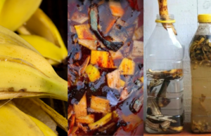 Why Banana Peels Are the Secret to Healthier Plants