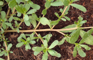 Purslane: The Nutrient-Rich Superfood You’re Probably Missing Out On