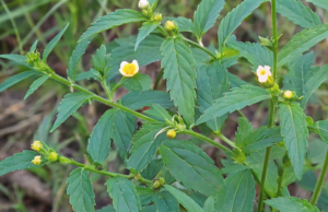 10 Little-Known Benefits and Side Effects of Stubborn Grass