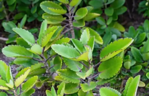 The Miracle Leaf of Life: 11 Surprising Health Benefits