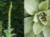 Mullein: Nature’s Healing Gift – Benefits of Leaves, Flowers, and Roots