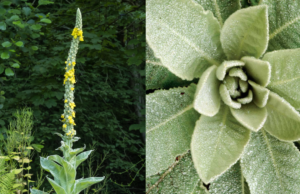 Mullein: Nature’s Healing Gift – Benefits of Leaves, Flowers, and Roots