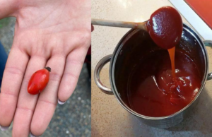 The Incredible Healing Benefits of Dog Rose (Rosa canina) and How to Use It