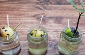 How to Grow Avocados at Home for a Bounty of Fruits