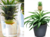 How to Grow Your Own Pineapple Plant and Enjoy Its Amazing Benefits