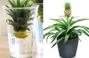 How to Grow Your Own Pineapple Plant and Enjoy Its Amazing Benefits