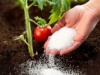 The 8 Best Fertilizers to Make Your Tomatoes Grow Bigger & Healthier