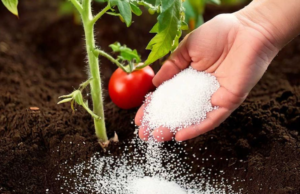 The 8 Best Fertilizers to Make Your Tomatoes Grow Bigger & Healthier