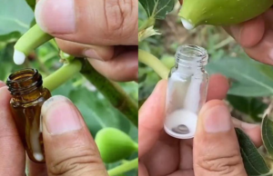 DIY Fig Sap Guide: Discover Its Amazing Uses and Benefits