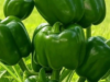 The Ultimate Natural Fertilizer for Tomatoes, Peppers, and Onions – Boost Your Harvest by 200%!