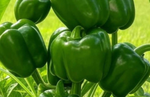 The Ultimate Natural Fertilizer for Tomatoes, Peppers, and Onions – Boost Your Harvest by 200%!