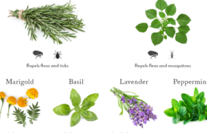 Say Goodbye to Pesky Insects! 15 Powerful Plants That Naturally Repel Pests