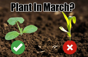 Top 10 Vegetables to Plant in March