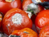 Stop Throwing Away Rotten Tomatoes! Here’s Why You Should Use Them Instead