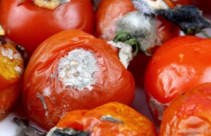 Stop Throwing Away Rotten Tomatoes! Here’s Why You Should Use Them Instead