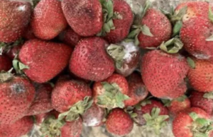 Stop Wasting Strawberries! Here’s How to Keep Them Fresh for Longer