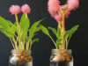 How to Grow Ginger at Home: A Quick Guide