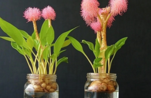 How to Grow Ginger at Home: A Quick Guide