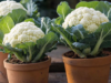 How to Grow Giant Cauliflower in a Pot – Easy Step-by-Step Guide!