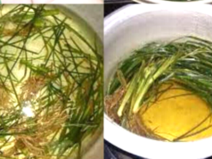 Goosegrass (Eleusine indica): A Powerful Natural Remedy for Kidney Health