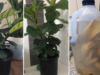 Banana Peel Water: The Secret to Rapid Plant Growth!