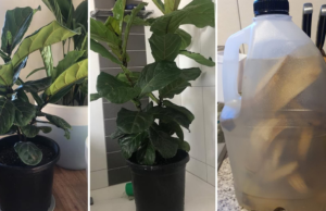 Banana Peel Water: The Secret to Rapid Plant Growth!