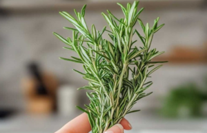 12 brilliant ways to use Rosemary around Home and Garden