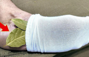 Why You Should Start Putting a Bay Leaf in Your Socks The Benefits Will Surprise You!