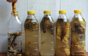 Banana Peel Magic: A Sustainable Solution for Your Plants and Home