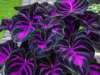 How to Plant and Care for Calathea ‘Couture Purple’ – A Step-by-Step Guide to Thriving Foliage