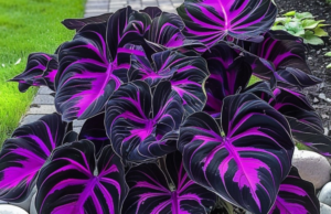 How to Plant and Care for Calathea ‘Couture Purple’ – A Step-by-Step Guide to Thriving Foliage