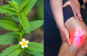 Stubborn Grass Explained: 10 Powerful Benefits and Possible Side Effects