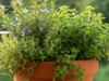 Perfect Herb Pairings for Container Gardening That Will Boost Flavor and Fragrance
