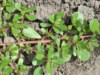 Purslane The Overlooked Superfood That Can Transform Your Health