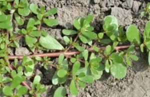 Purslane The Overlooked Superfood That Can Transform Your Health