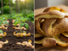 Don’t Throw Them Away! Here’s How Potato Peels Can Transform Your Garden and Save the Planet
