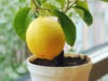 How To Plant A Lemon In A Cup: Freshen Up Your Home and Lift Your Spirits