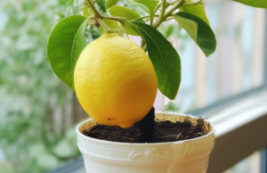 How To Plant A Lemon In A Cup: Freshen Up Your Home and Lift Your Spirits