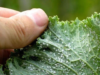 Keep Your Plants Pest-Free: Natural Remedies for Aphids and Scale Insects
