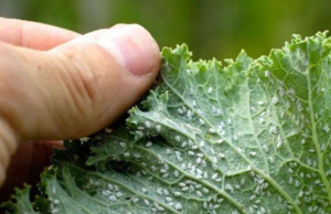 Keep Your Plants Pest-Free: Natural Remedies for Aphids and Scale Insects