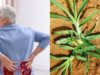 Boost Kidney Health Naturally with Goosegrass (Eleusine indica)