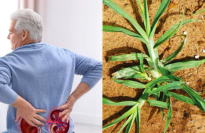 Boost Kidney Health Naturally with Goosegrass (Eleusine indica)
