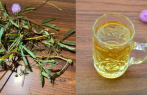 Why Mimosa Pudica Deserves a Spot in Your Life: 10 Health Benefits and Usage Tips