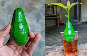 5 Proven Secrets for Growing a Healthy Avocado Tree at Home