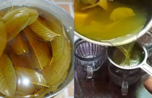 Unlocking the Power of Guava Leaves: How to Get, Prepare, and Store Them Right