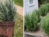 Rosemary Hedges Made Easy: 11 Reasons to Grow One and How to Do It