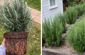 Rosemary Hedges Made Easy: 11 Reasons to Grow One and How to Do It