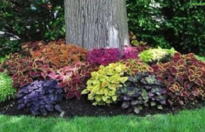 25 Gorgeous Shade-Loving Plants Perfect for Growing Under Trees