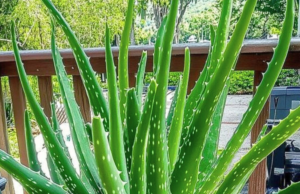 12 Powerful Health Benefits of Aloe Vera You Need to Know
